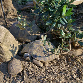 Turtles in the garden in front of the house, attraction for children